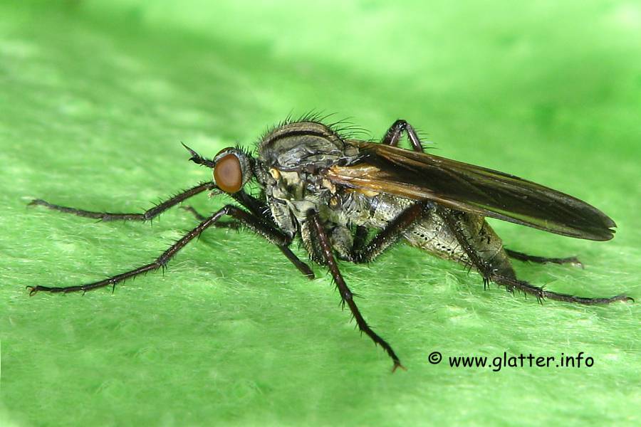 Tanzfliege (Empididae)