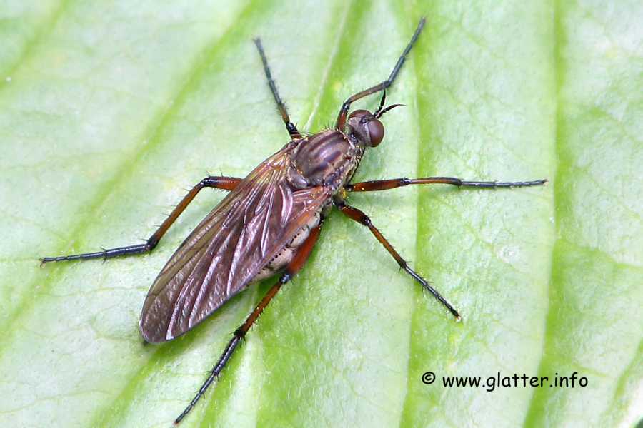 tanzfliege_empis_opaca