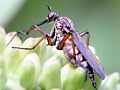 Tanzfliege (empis opaca)