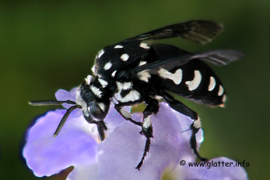 Trauerbiene (Thyreus sp)