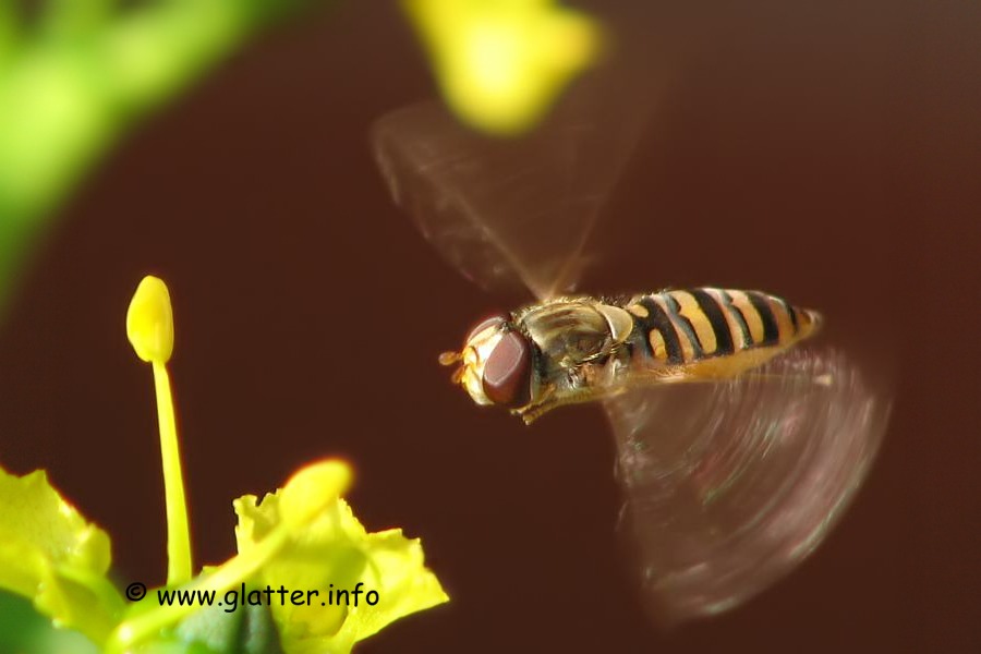 winterschwebfliege (Episyrphus balteatus) Weibchen
