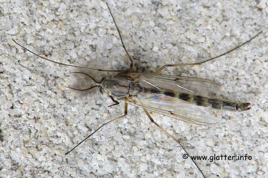 Zuckmückenmännchen (Chironomidae)