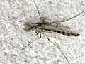 Zuckmückenmännchen (Chironomidae)