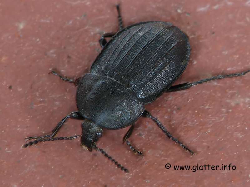 Aaskäfer Schwarzer Schneckenjäger (Phosphuga atrata)