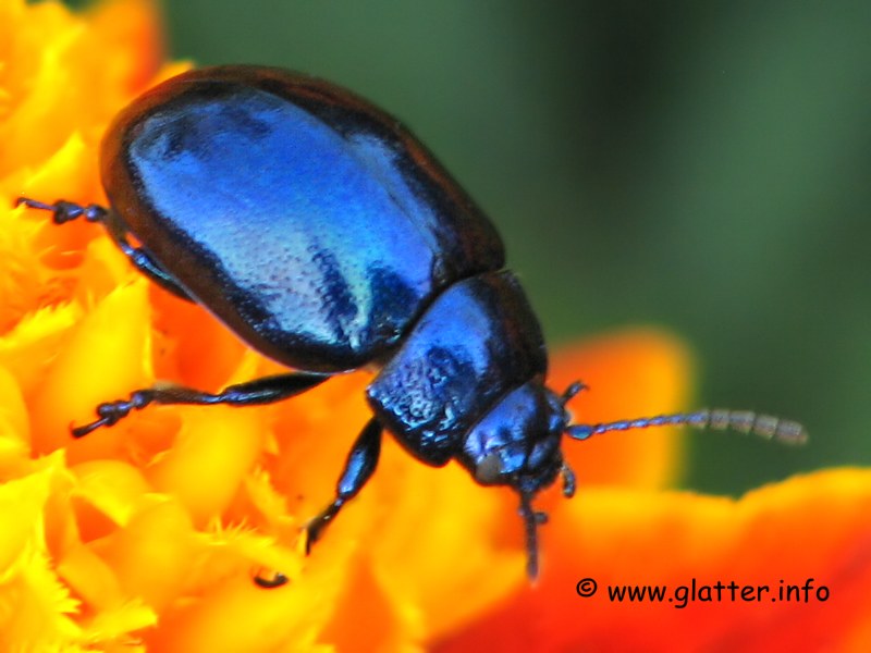 Blattkäfer (Chrysolina coerulans)