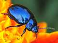 Blattkäfer (Chrysolina coerulans)