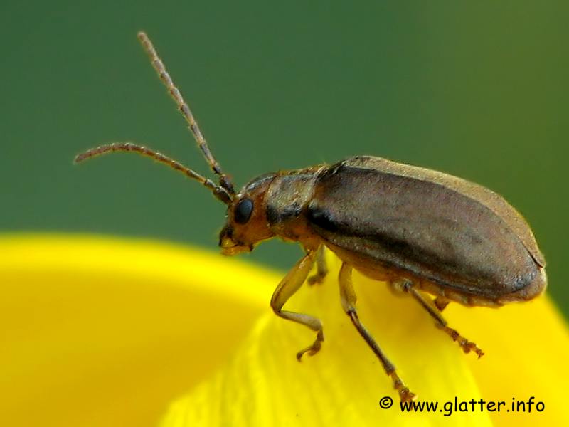 blattkäfer (galerucinae sp)