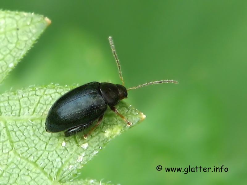 blattkäfer (psylliodes_sp)