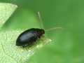 Blattkäfer (psylliodes sp)