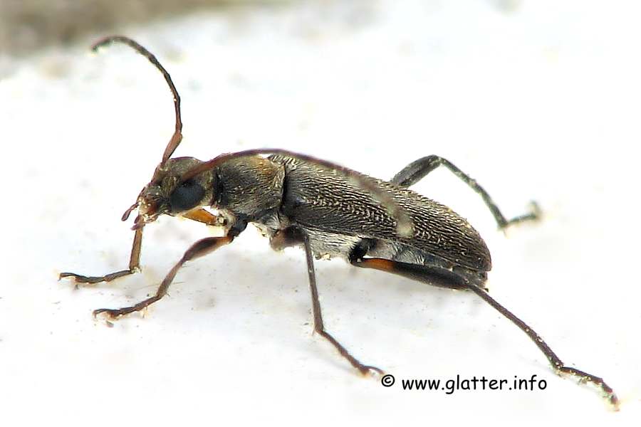 Bockkäfer (Grammoptera ruficornis)