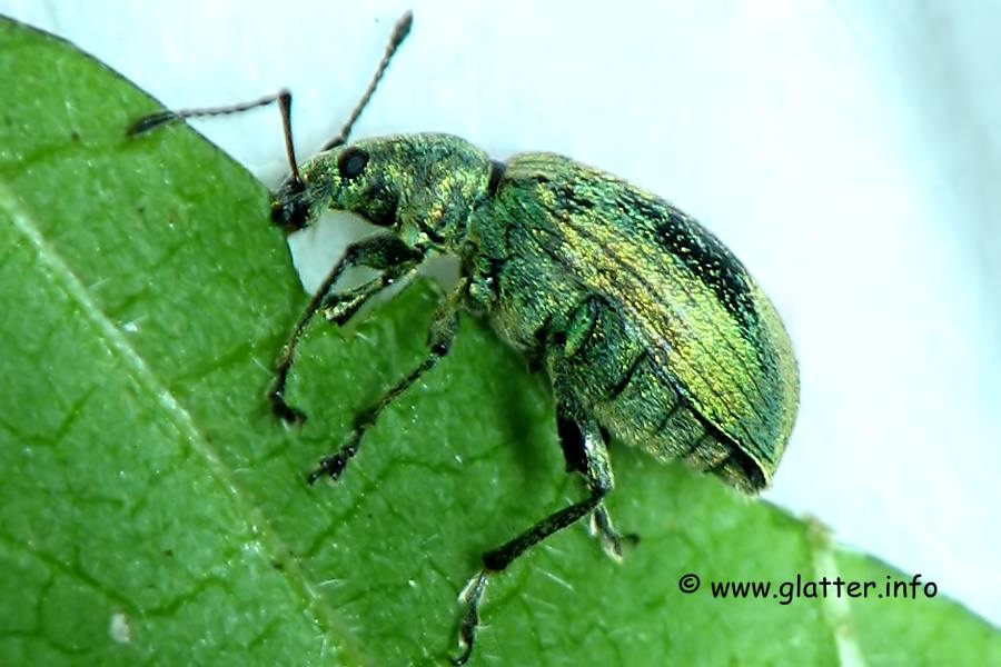 Brennessel-Grünrüssler (Phyllobius pomaceus)