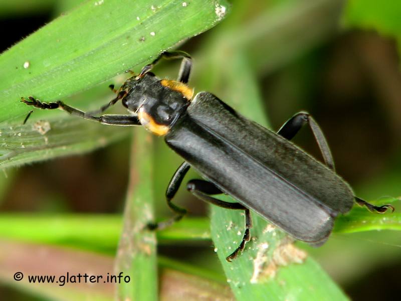 Dunkler Fliegenkäfer Eichenweichkäfer (Cantharis obscura)