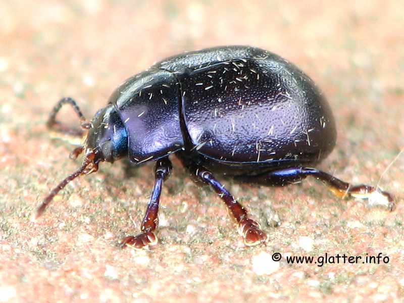 blattkäfer Chrysolina sturmi