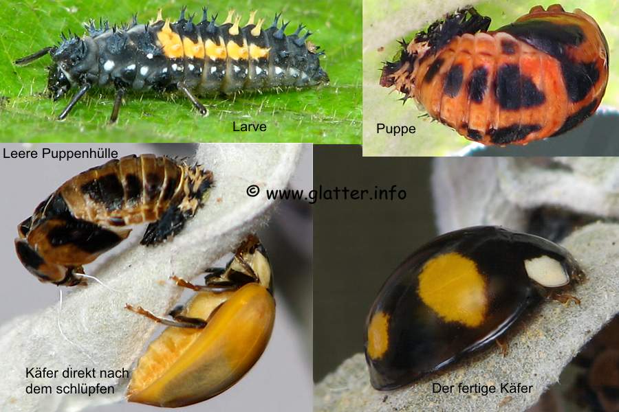 Asiatischer Marienkäfer (Harmonia axyridis)