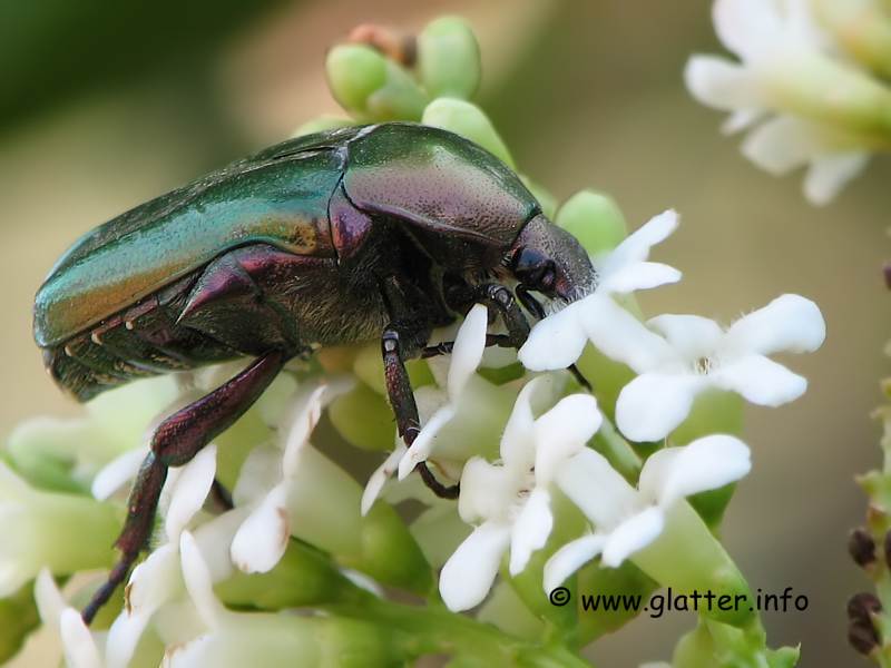 Gemeiner oder Metallischer Rosenkäfer (Protaetia cuprea)