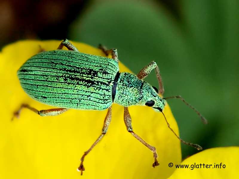 Grünrüssler (Phyllobius virideaeris) 