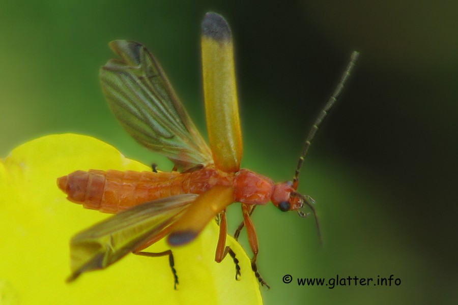 Roter Weichkäfer (Rhagonycha fulva)