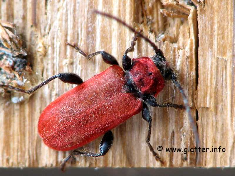 Rothaarbock (Pyrrhidium sanguineum)