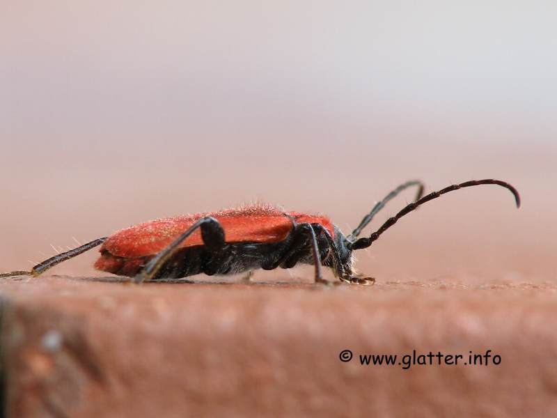 Rothaarbock (Pyrrhidium sanguineum)