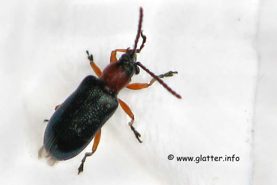 Rothalsiges Getreidehähnchen (Oulema melanopus)