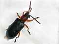 Rothalsiges Getreidehähnchen (Oulema melanopus)