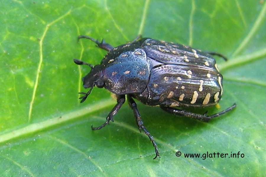 Trauerrosenkäfer (Oxythyrea funesta)