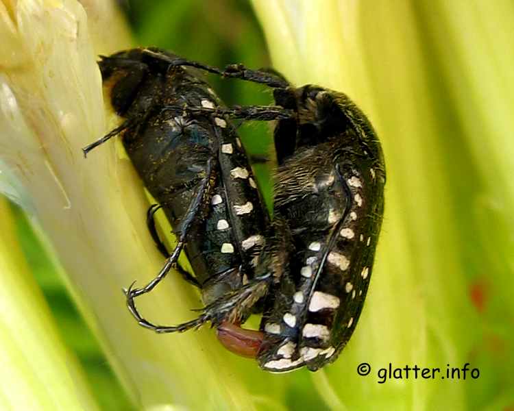 trauerrosenkäfer Oxythyrea funesta