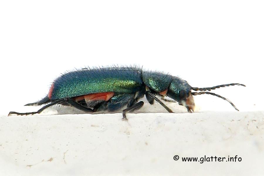 Zipfelkäfer (Malachius bipustulatus)