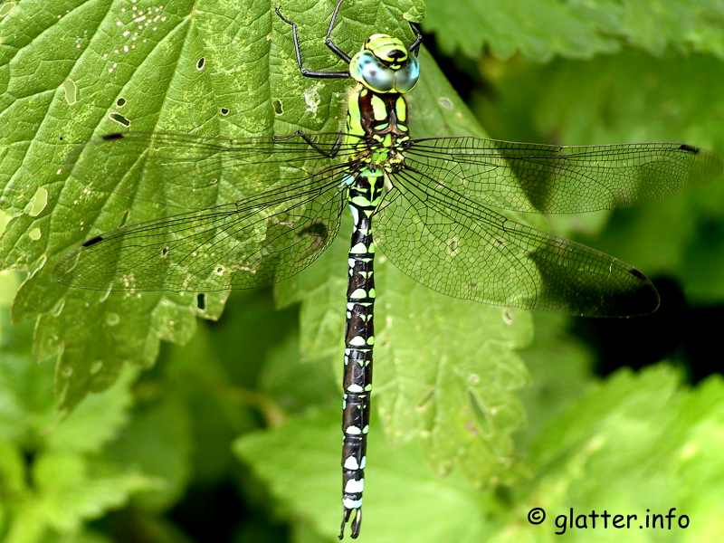 Blaugrne Mosaikjungfer (Aeshna cyanea)