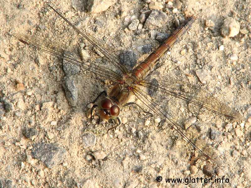 Blutrote Heidelibelle Weibchen (Sympetrum sanguineum)