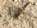 Blutrote Heidelibelle Weibchen (Sympetrum sanguineum)