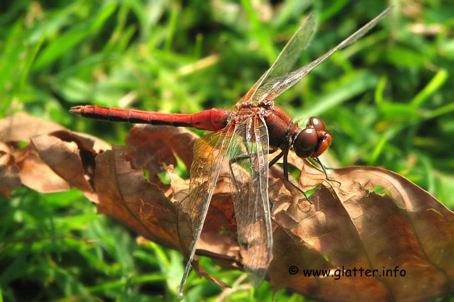 Blutrote Heidelibelle (Sympetrum sanguineum) Männchen