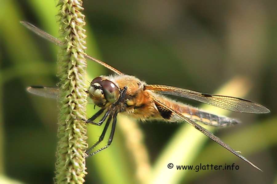 Der Vierfleck (Libellula quadrimaculata)