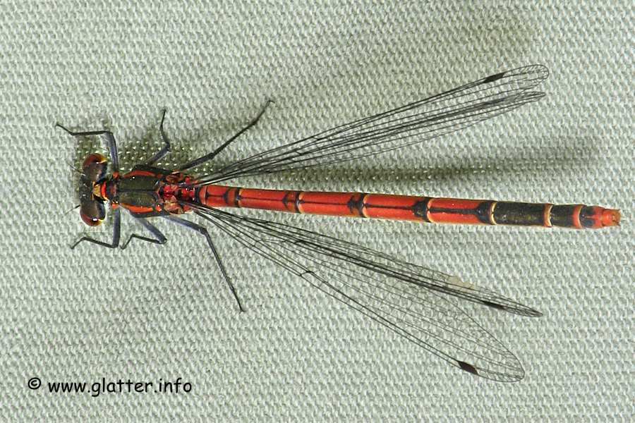 Frühe Adonisjungfer (Pyrrhosoma nymphula)