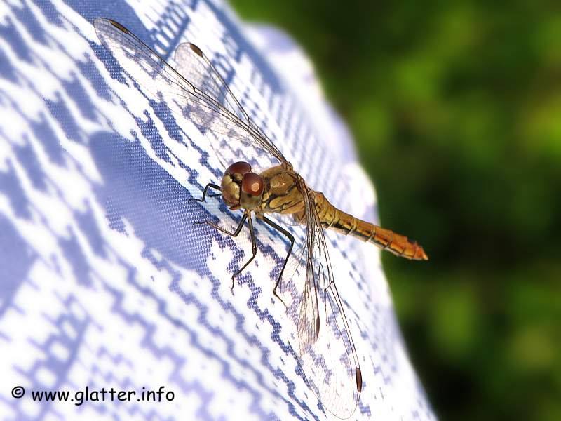 Gefleckte Heidelibelle (Sympetrum flaveolum)