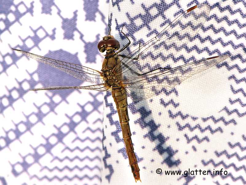 Gefleckte Heidelibelle (Sympetrum flaveolum)