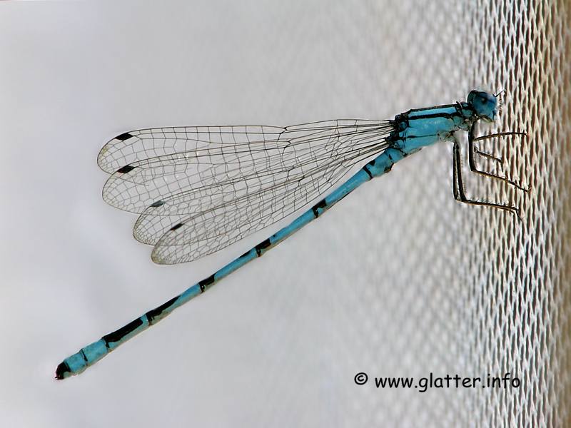 Gemeine Becherjungfer (Enallagma cyathigerum)