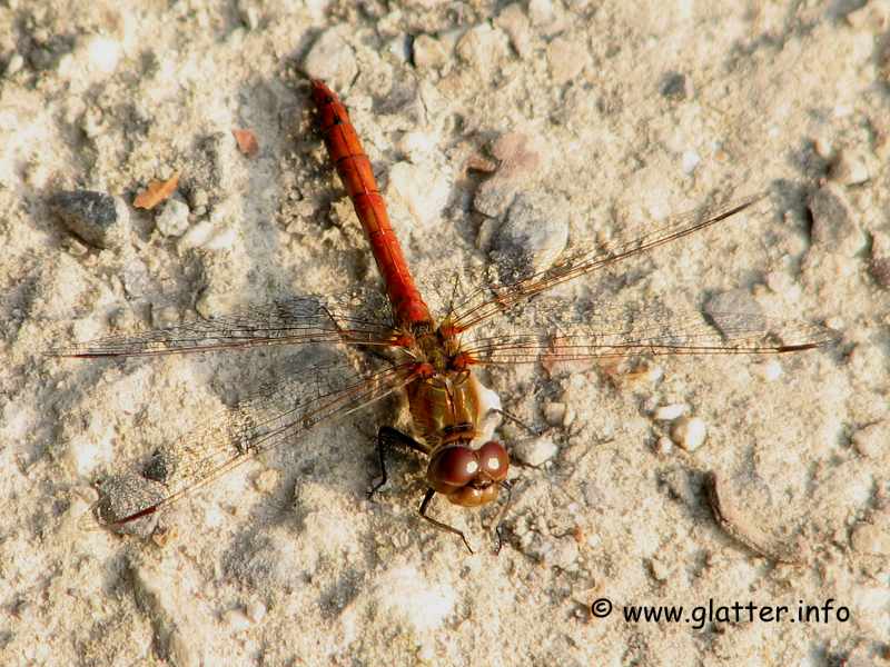 Gemeine Heidelibelle (Sympetrum vulgatum) 