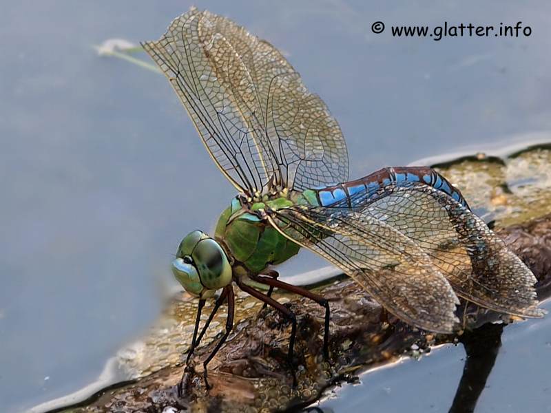 Große Königslibelle (Anax imperator)