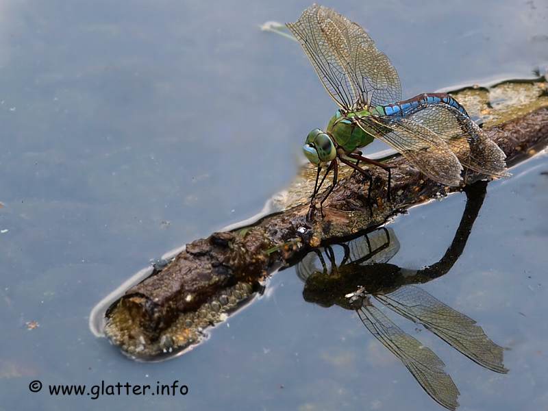 Große Königslibelle (Anax imperator)