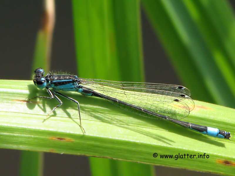 Große Pechlibelle (Ischnura elegans)
