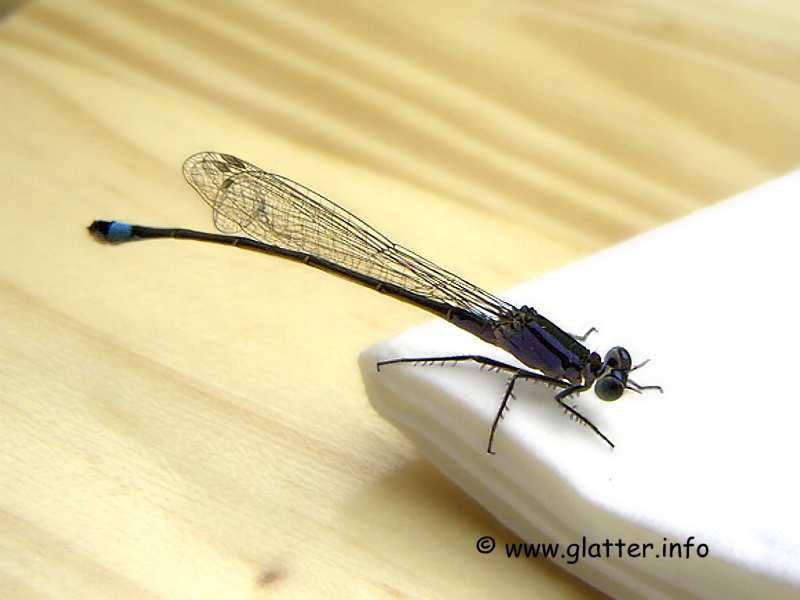 Große Pechlibelle (Ischnura elegans
