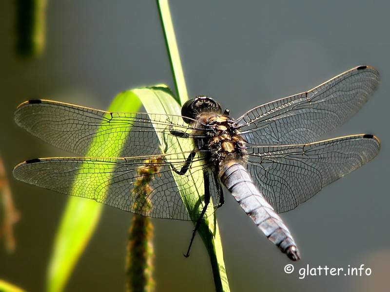 Großer Blaupfeil (Orthetrum cancellatum)