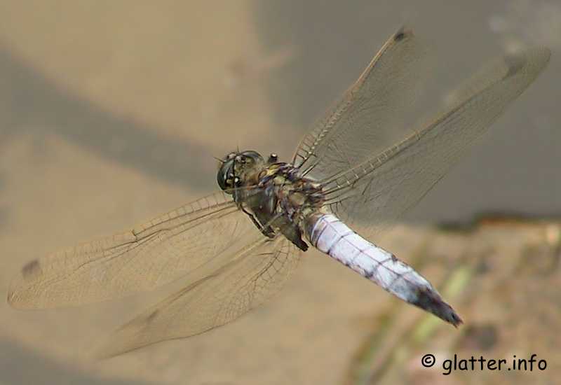 Großer Blaupfeil (Orthetrum cancellatum)