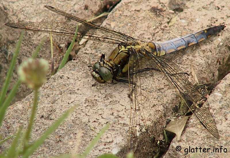Großer Blaupfeil (Orthetrum cancellatum)