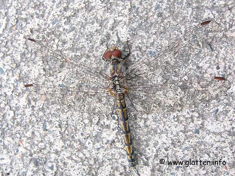 Libelle