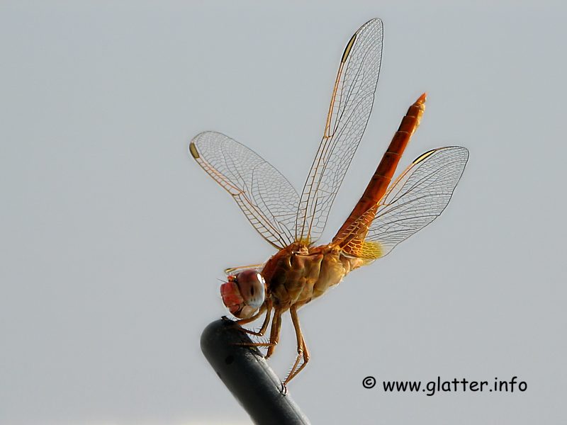 Sdliche Heidelibelle (Sympetrum meridionale)