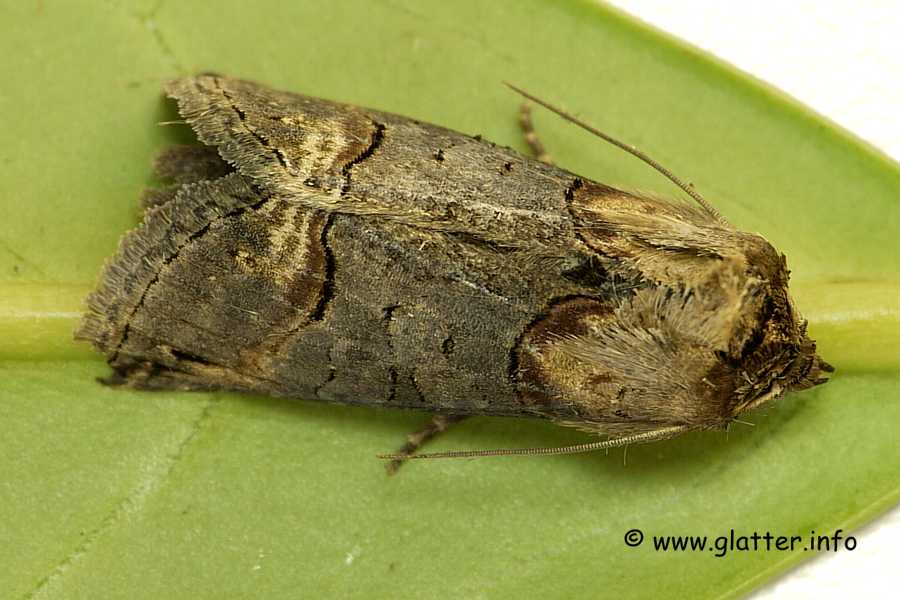 Dunkelgraue Nessel-Höckereule (Abrostola triplasia)