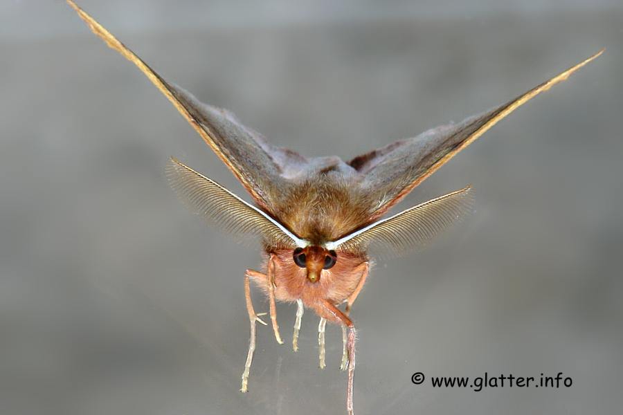 Federfhler-Herbstspanner (Colotois pennaria)