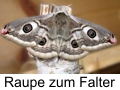 Kleines Nachtpfauenauge
